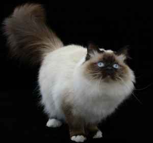 Arakan Jamican Gold (Henry)