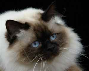 Arakan Jamican Gold (Henry)