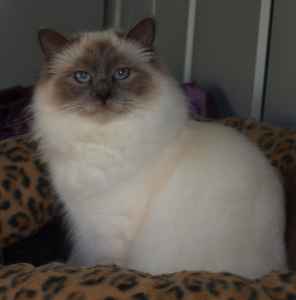 Florencia Tuscan Romance