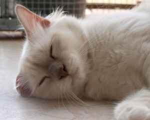 Shaman Spirited Warrior