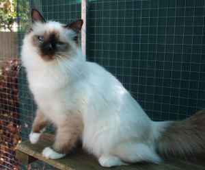 Rasharnee Morgan Le Fae