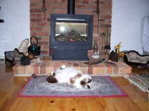 Arakan Jamican Gold (Henry)